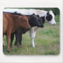 Cows in a Row