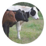 Cows in a Row