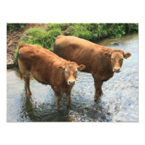 Cows in Devon field, UK Photo Art