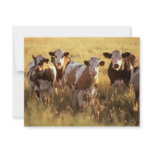 Cows invitations