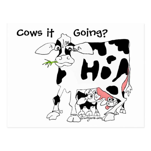 Cows it Going? Post Card