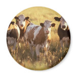 Cows Magnets
