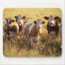 Cows Mousepads