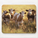 Cows mousepads