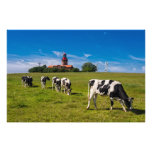 Cows on a meadow with lighthouse photo