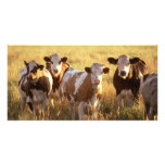 Cows photo cards
