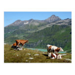 Cows Post Cards