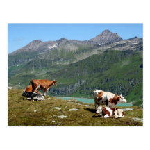 Cows Post Cards