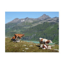 Cows Post Cards