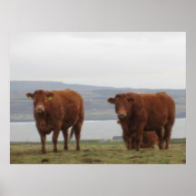 Cows Print