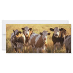 Cows rack cards