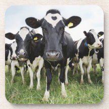 Cows standing in a row looking at camera drink coasters