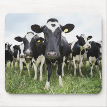 Cows standing in a row looking at camera mousemat