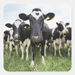 Cows standing in a row looking at camera square stickers