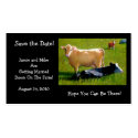 COWS: WEDDOMG:FARM: SAVE DATE CARD business cards