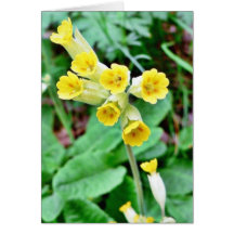Cowslip Flower Greeting Card