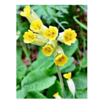 Cowslip Flower Postcard