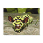 Cowterpillar