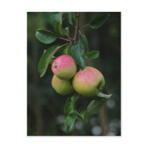 Cox Orange Apple Postcard
