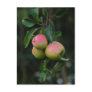 Cox Orange Apple Postcard
