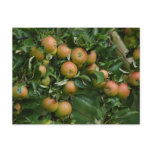 Cox Orange Apple Postcard