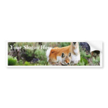 Coyote And Antelope In Yellowstone Park Bumper Stickers