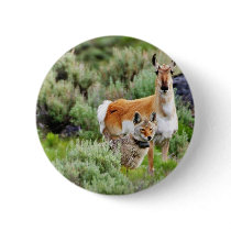Coyote And Antelope In Yellowstone Park Pinback Button