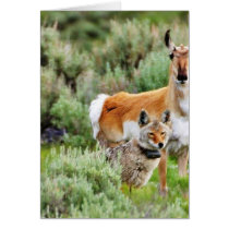 Coyote And Antelope In Yellowstone Park Greeting Card