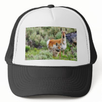 Coyote And Antelope In Yellowstone Park Hats