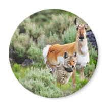 Coyote And Antelope In Yellowstone Park Refrigerator Magnets