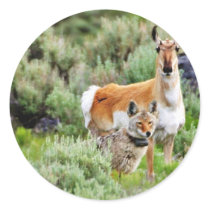 Coyote And Antelope In Yellowstone Park Round Sticker