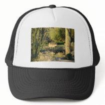 Coyote_at_dawn Mesh Hat