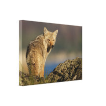 coyote canvas prints