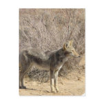 Coyote Design Postcard