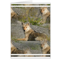 Coyote Images Greeting Card