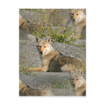 Coyote Images Postcard