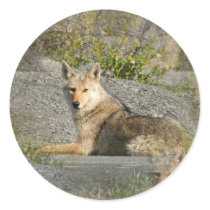 Coyote Images Stickers