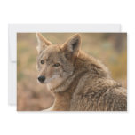Coyote Invitation