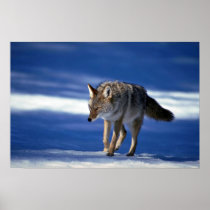 Coyote on snow posters