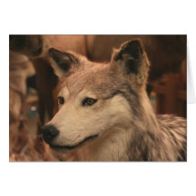 Coyote Photography Greeting Card