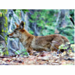 Coyote Photo Cut Outs