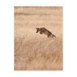 Coyote postcards