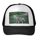 Coyote-pup howling in summer meadow mesh hats
