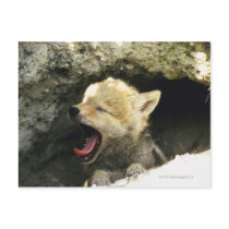 Coyote pup yawning postcard