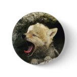 Coyote Pup Yawns buttons