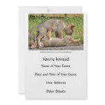 Coyote Pups Biting and Playing invitations