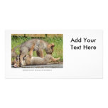 Coyote Pups Biting and Playing photo cards