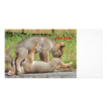 Coyote Pups Photograph photo cards