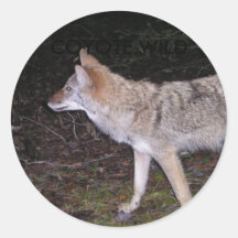 COYOTE WILD STICKER