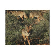 Coyotes Gallery Wrapped Canvas